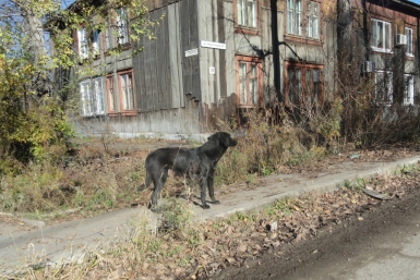 На улице Фоломеева дикие собаки нападают на людей Руслана Страхова